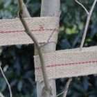 Ryset Jute webbing tree tie - Quality Garden Supplies