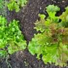 GreenPatch Organic Seeds Summer Mix Lettuce - Quality Garden Supplies
