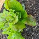 GreenPatch Organic Seeds Summer Mix Lettuce - Quality Garden Supplies
