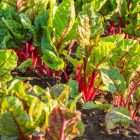 - Quality Garden Supplies