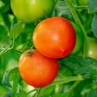greenpatch-tomato-clark-aesley-qualitygardensupplies-01 - Quality Garden Supplies - Quality Garden Supplies