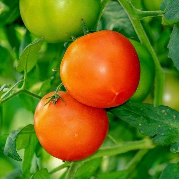 greenpatch-tomato-clark-aesley-qualitygardensupplies-01 - Quality Garden Supplies - Quality Garden Supplies