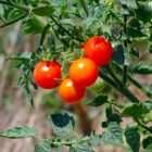 - Quality Garden Supplies